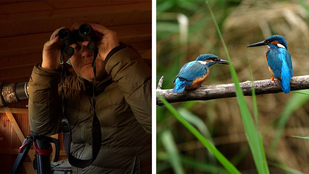 Dem Eisvogel auf der Spur / Vogel des Jahres