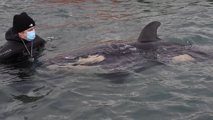 Orca-Baby strandet vor Neuseeland: Verzweifelte Suche nach der Herde