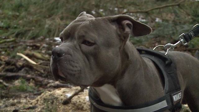 Geklauter Hund Mash abgemagert gefunden