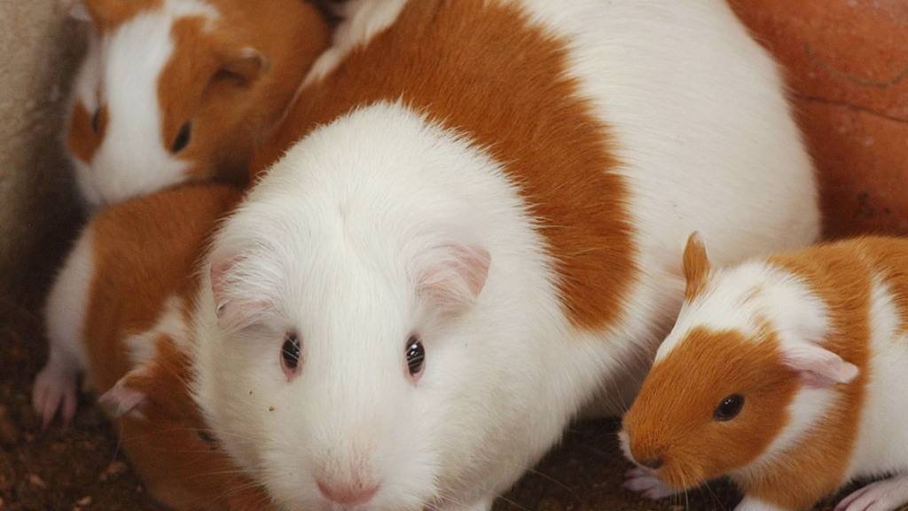 Eine psychisch kranke Frau aus Zürich darf keine Tiere mehr halten. Sie liebte ihre Meerschweinchen, war wegen ihrer Erkrankung aber nicht in der Lage, sie richtig zu halten. (Symbolbild)