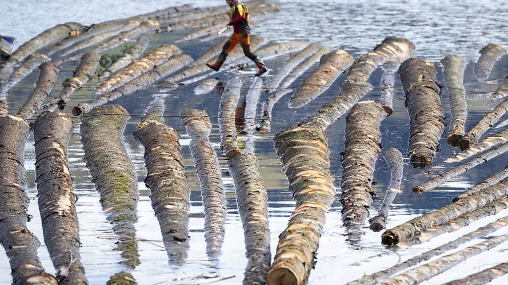Beim traditionellen Flössen werden die Holzstämme auf dem Wasser zusammengetrieben und zu einem grossen Flossdreieck zusammengebunden.