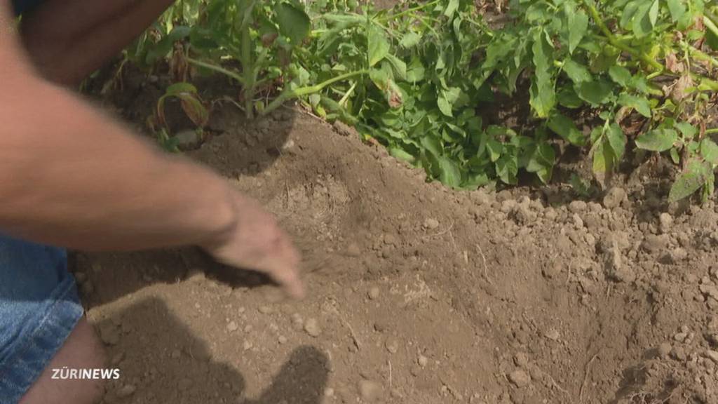 Wassermangel nach Hitzewelle: Bauern drohen Ernteausfälle