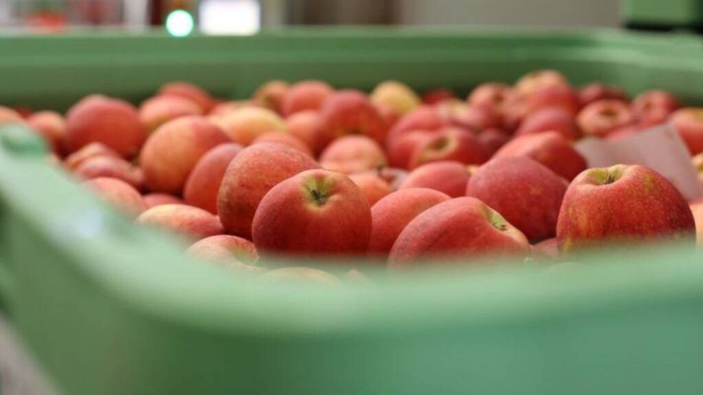Geringe Ernte von Tafeläpfeln: Frostnächte im Frühling und Unwetter ab Juni machen 2021 zu einem miserablen Obstjahr.