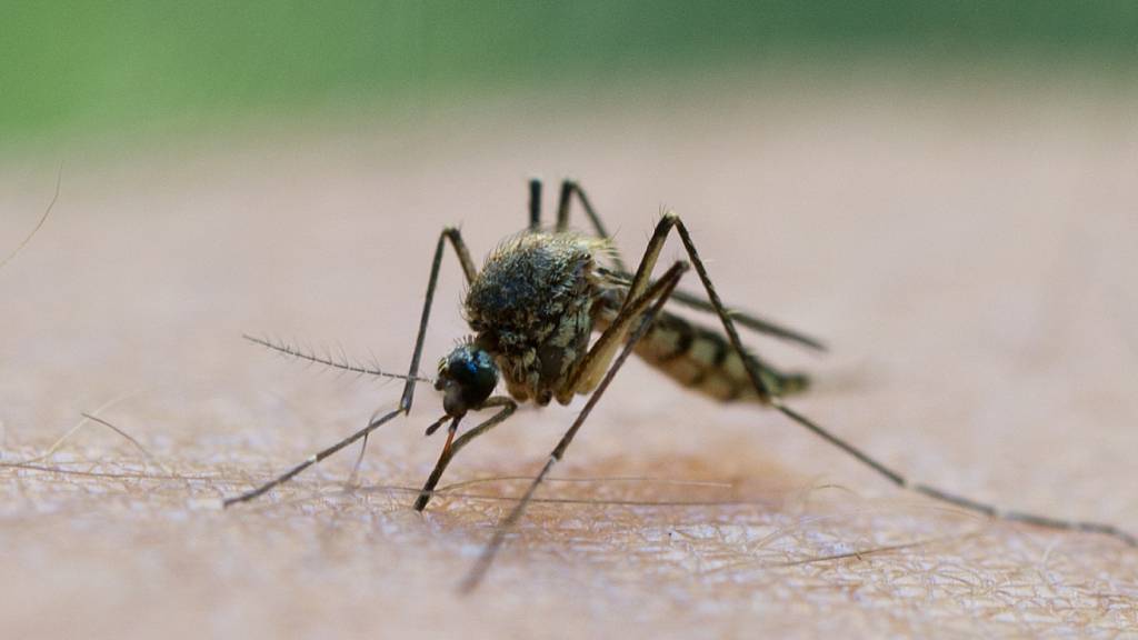 Das Siedlungsgebiet der Überträgermücken vom Dengue-Virus breitet sich immer weiter aus. (Themenbild)