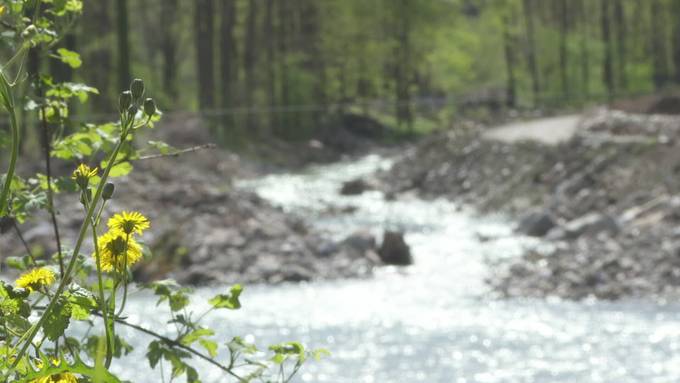 Mehr Platz für Tiere und Pflanzen: Grosses Revitalisierungsprojekt an der Reuss