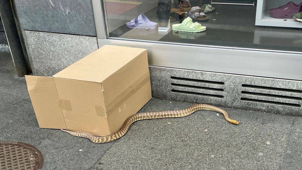 Luzerner Polizei fängt auf Trottoir Python ein