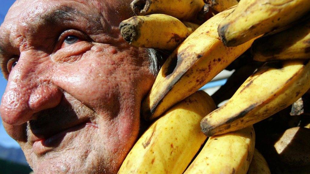 Die beliebteste Bananen-Sorte ist vom Aussterben bedroht. Eine Alternative ist noch nicht in Sicht. (Symbol)