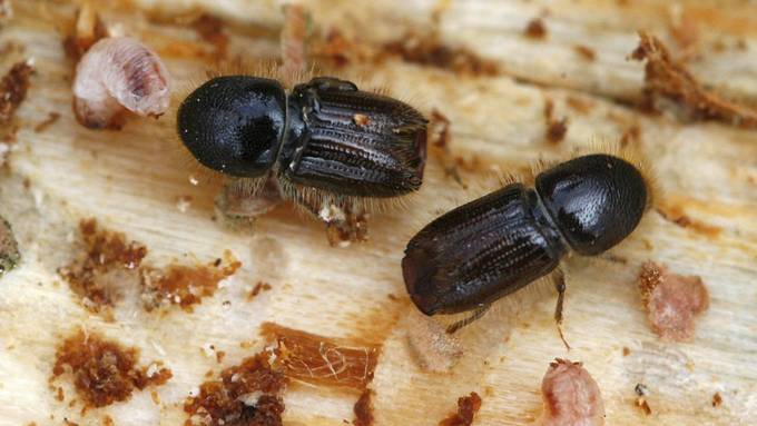 Borkenkäfer frisst sich durch den Wald