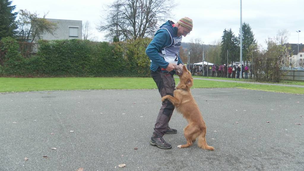 Schweizer Hundemeisterschaft in Bischofszell: Vierbeiner geben Vollgas