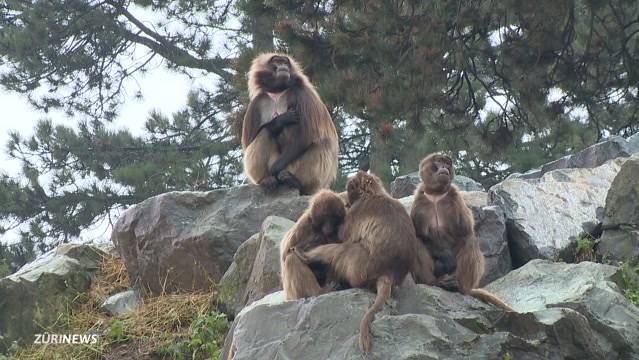 Affentheater im Zoo Zürich