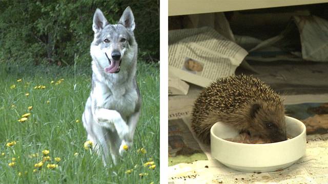 Hund oder Wolf? — Igel gefunden – was nun?