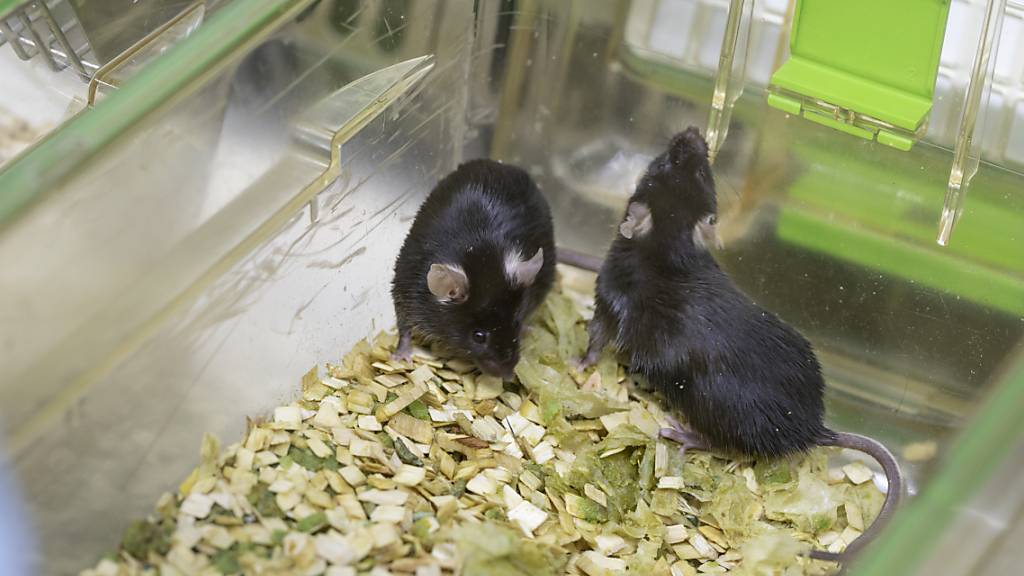 Mäuse in einem Schweizer Labor. Tierversuche gehen seit Jahren zurück. (Archivbild)
