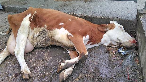 Bauernverband will mit toter Kuh auf Abfallproblematik hinweisen
