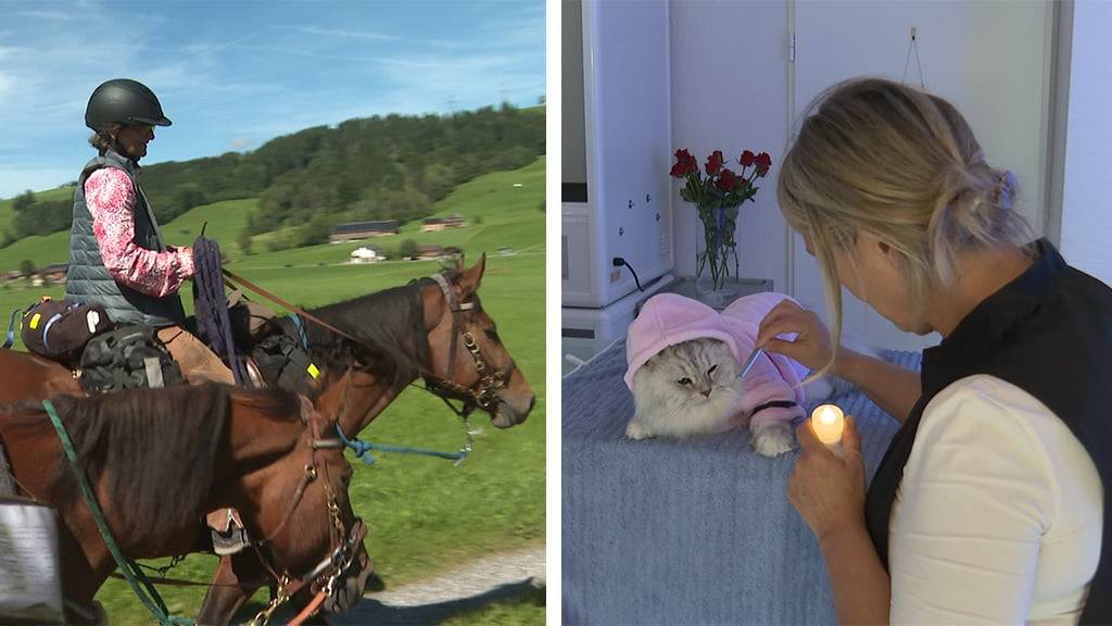 Wanderreiterin / Katzen-Wellness