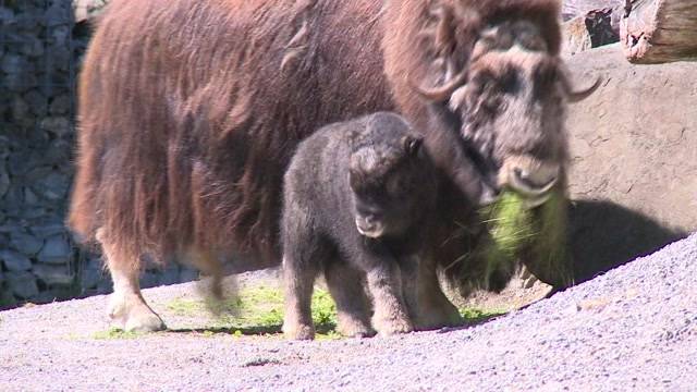 Moschusochsen Nachwuchs im Tierpark Dählhölzli