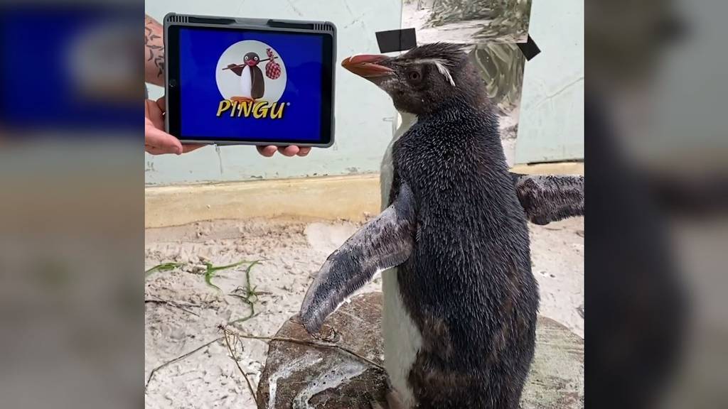 Pinguin Pierre schaut «Pingu», um nicht so einsam zu sein