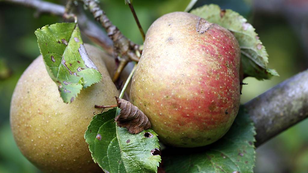Boskoop-Äpfel an einem Hochstammbaum in der Schweiz. (Archivbild)