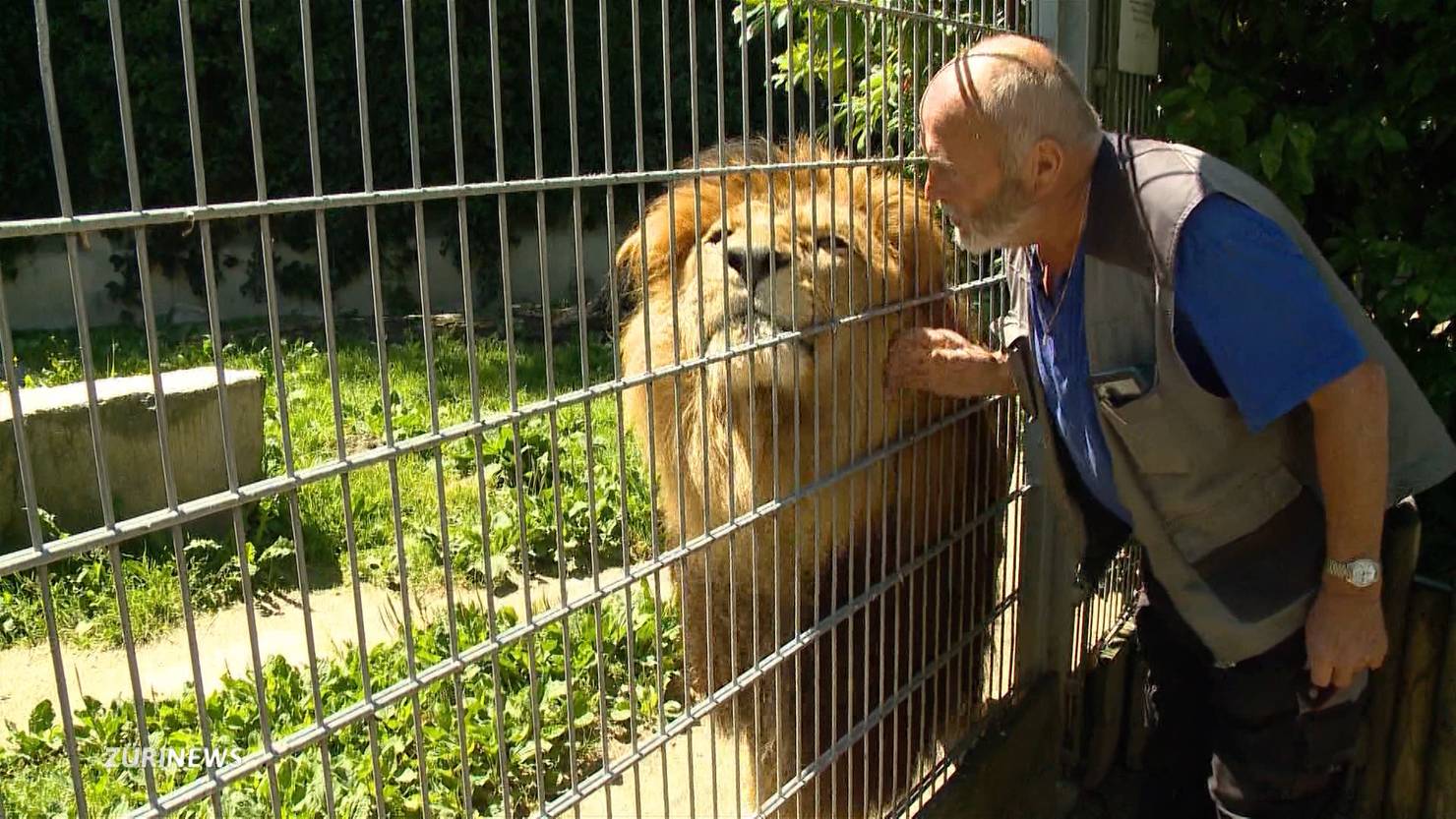 Angriff im Tiergehege: Zoo-Chef erklärt den Umgang mit Schusswaffen ...
