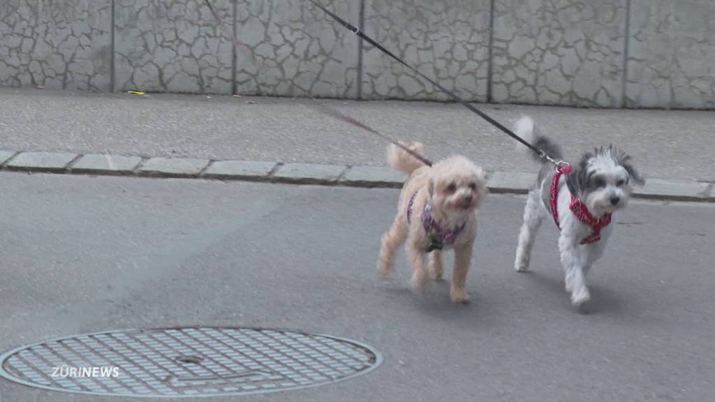 Zwei Hunde und ihr Entführer vor Gericht