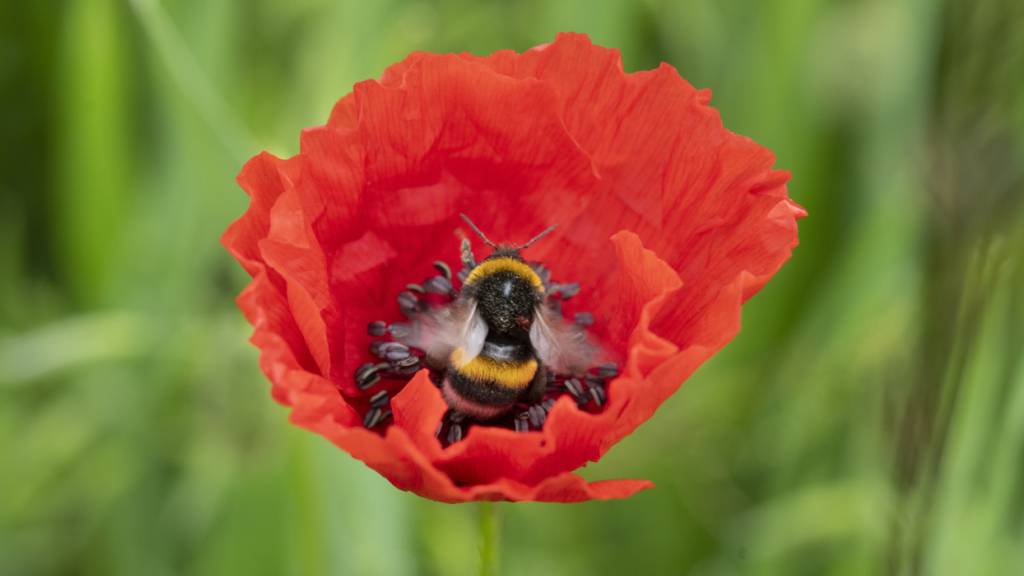 Grosse Wildbienen wie Hummeln fanden auch in dicht bebauten Innenstädten den Weg zu einzelnen blühenden Gärten. (Archivbild)