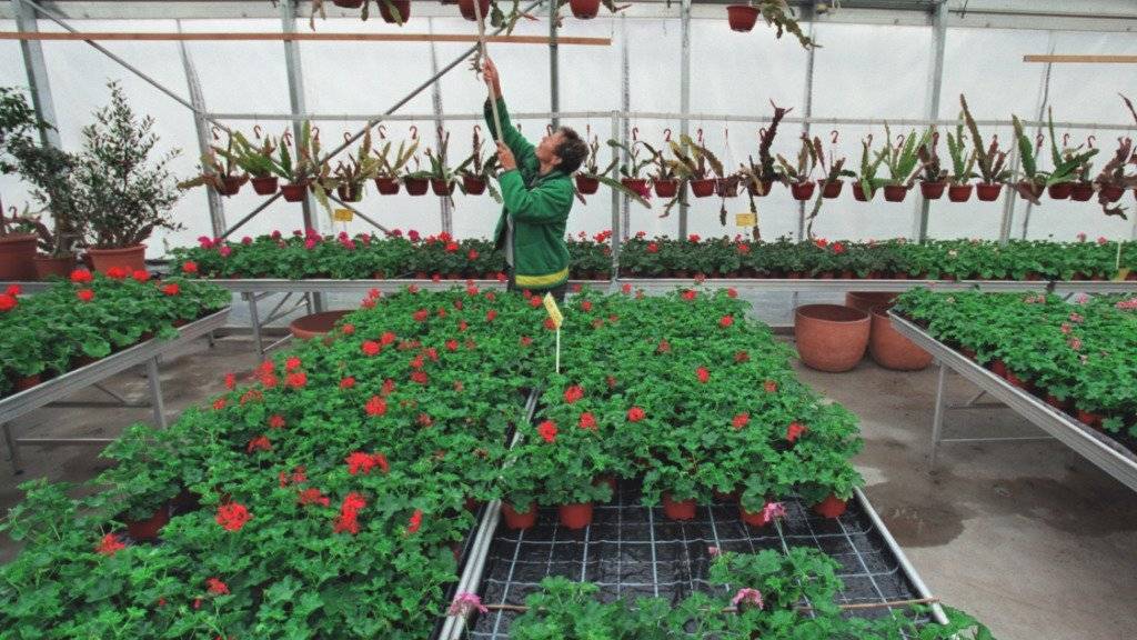 Die Gartenbranche erhöht trotz verstärktem Konkurrenzdruck aus dem nahen Ausland die Mindestlöhne. (Archivbild)