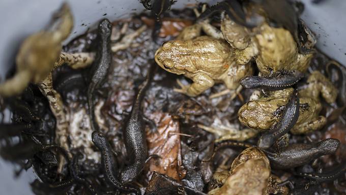 Laupen trifft Massnahmen zum Schutz der Amphibien