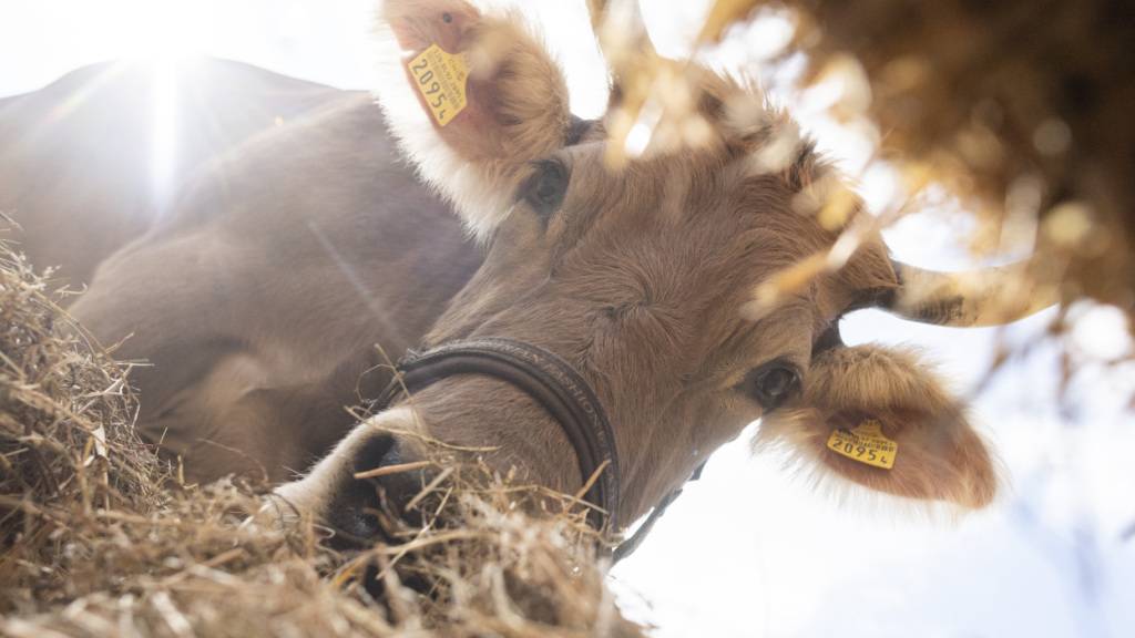 Wegen der anhaltenden Trockenheit können Bauern nicht genügend Futterreserven anlegen. Der Zürcher Bauernverband lanciert deshalb eine Onlinebörse für Futter. Im Bild Kuh Flöckli beim Fressen von Heu, das eigentlich für den Winter gedacht wäre. (Archivbild)