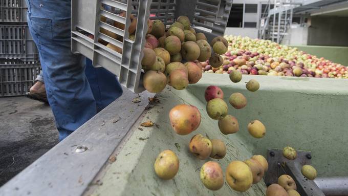 Wegen nassem Frühling: Im Kanton Bern wurden weniger Äpfel geerntet