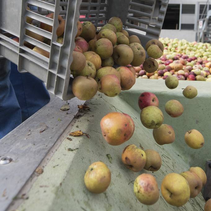 Wegen nassem Frühling: Im Kanton Bern wurden weniger Äpfel geerntet