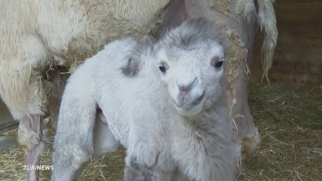 In Knies Kinderzoo in Rapperswil kommt ein Kamel zur Welt