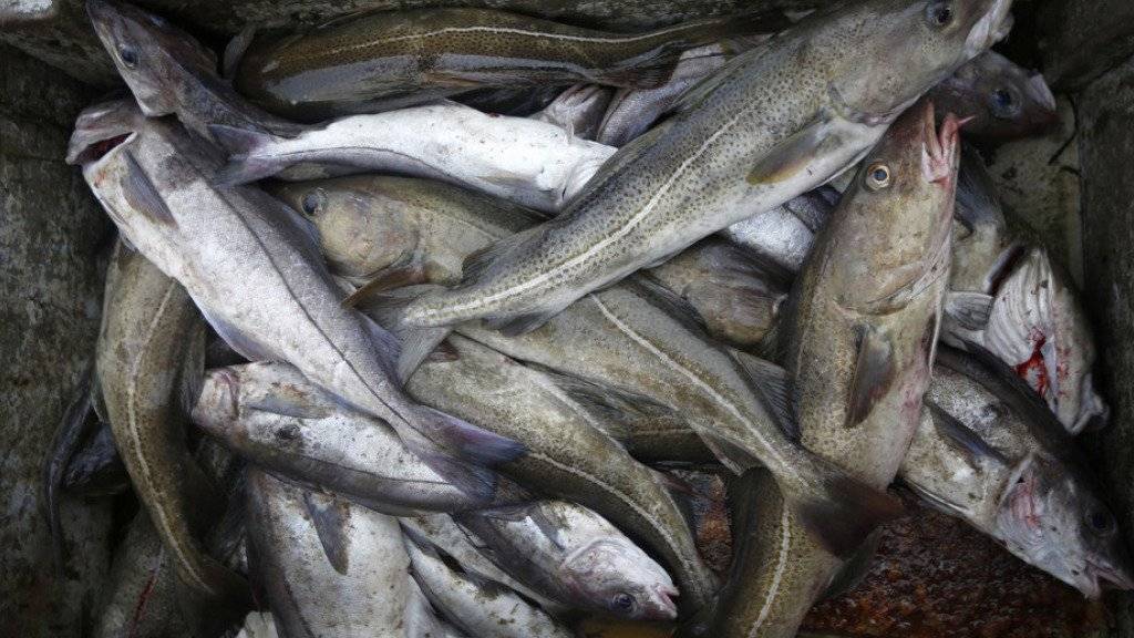 Der Hunger auf Fisch ist gross: Fast ein Drittel der weltweiten Bestände sind gemäss einem UNO-Bericht überfischt. (Symbolbild)