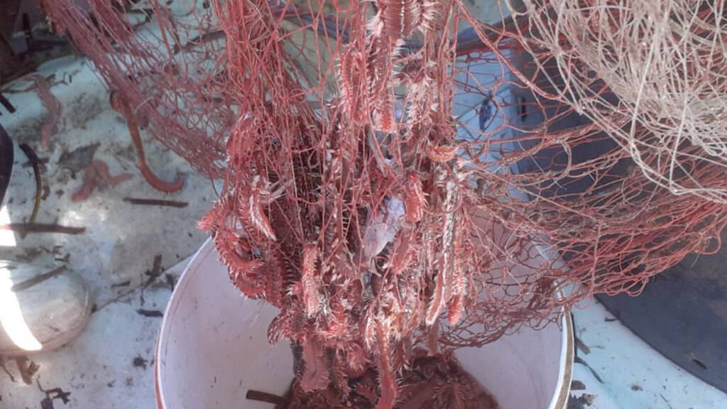 Die Feuerwürmer wurden an der Küste in Italien gefunden.