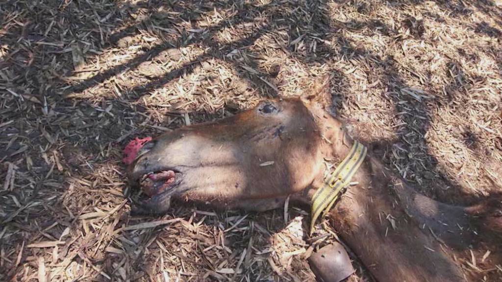 Tierquäler von Hefenhofen muss im März vor Gericht