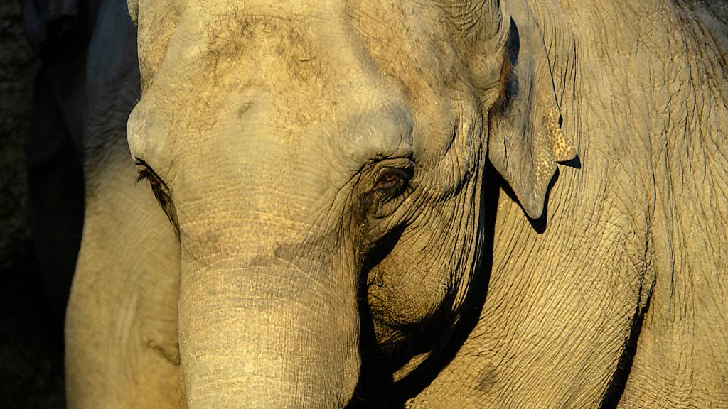 Elefantendame Ceyla-Himali erreichte im Zoo Zürich das hohe Alter von 49 Jahren. Am Samstag musste sie eingeschläfert werden. (Archivbild)