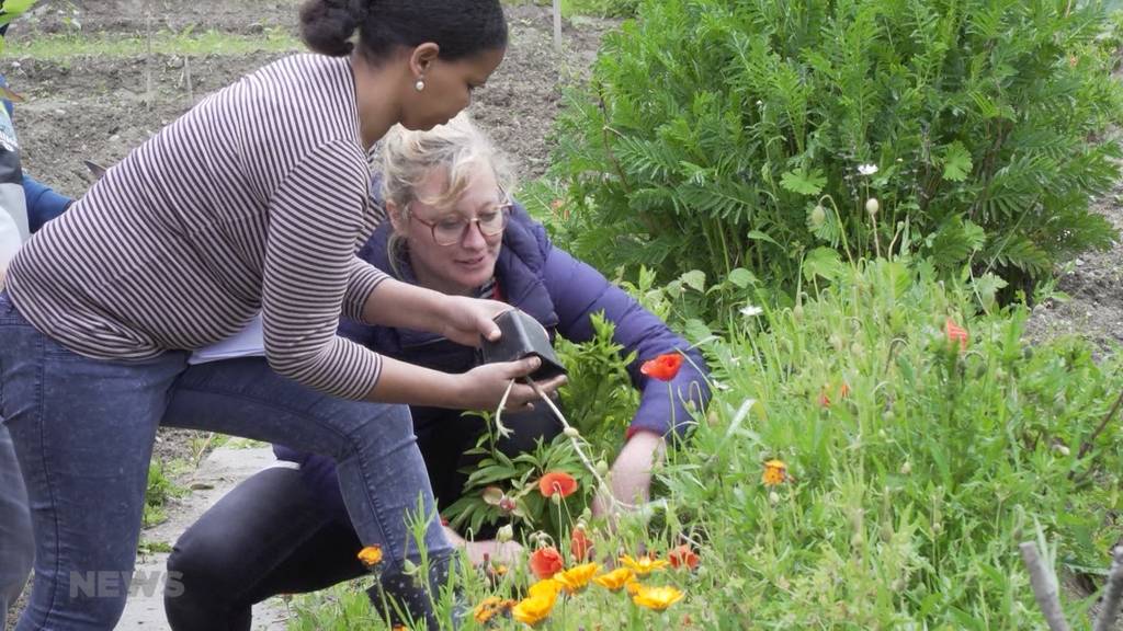 Tredes Gartenprojekt soll Flüchtlinge dem Schweizer Alltag näher bringen