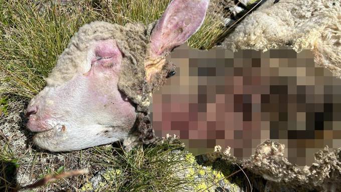 «Verlust ist riesig»: Fünf Schafe in Göschenen gerissen