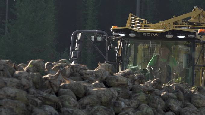 Trockenheit und Schädlinge: Zuckerrüben-Ernte fällt enttäuschend aus