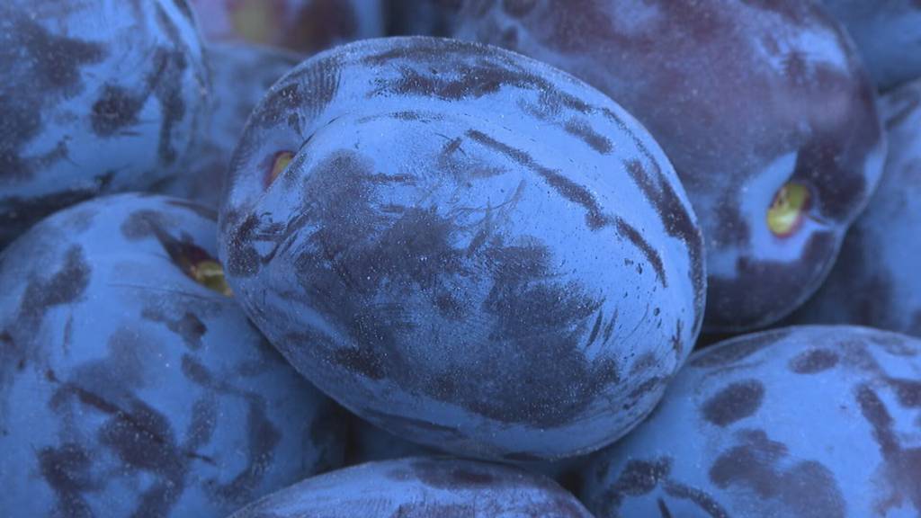 Verfrühte Ernte: Zwetschgen sind schon reif – wie Obstbauern mit der Hitze umgehen