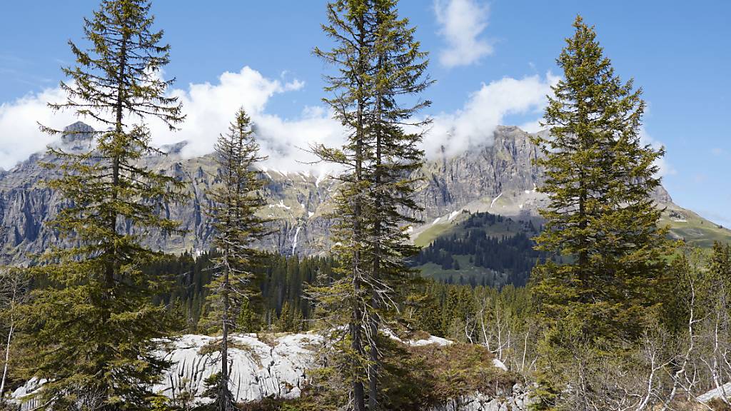 Eine Studie im Baselbiet zeigte, dass die Fichte während Trockenperioden möglicherweise schneller verdurstet als bisher angenommen. (Im Bild: Der grösste Fichtenurwald der Alpen im Muotatal im Kanton Schwyz).