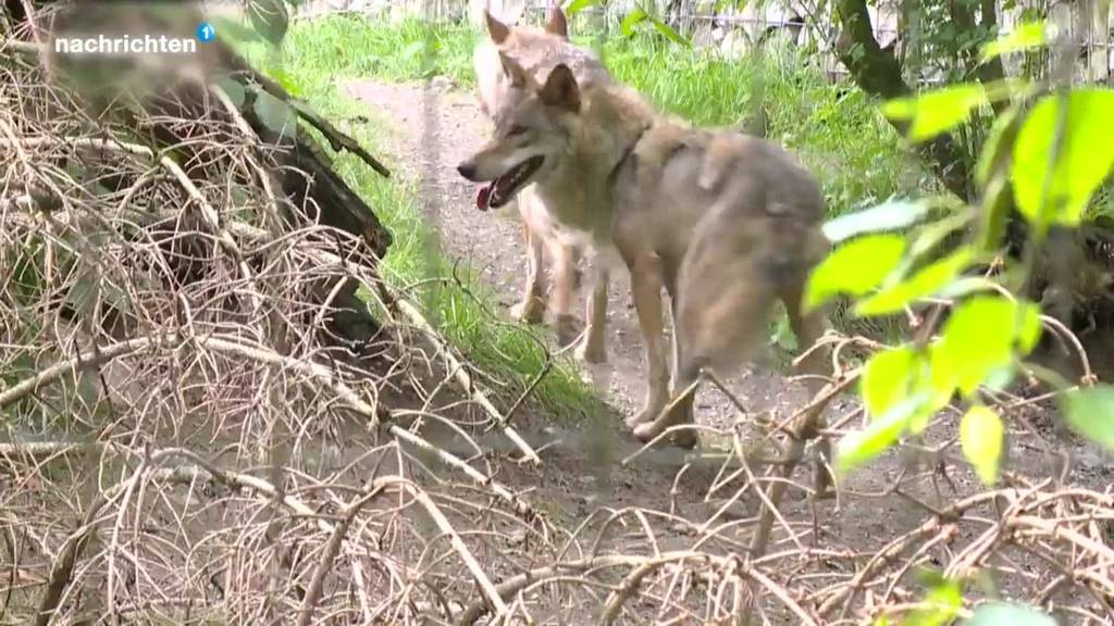 Entwicklung der Wolfsbestände