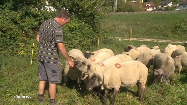 Asylbewerber schlachten SVP-Schaf