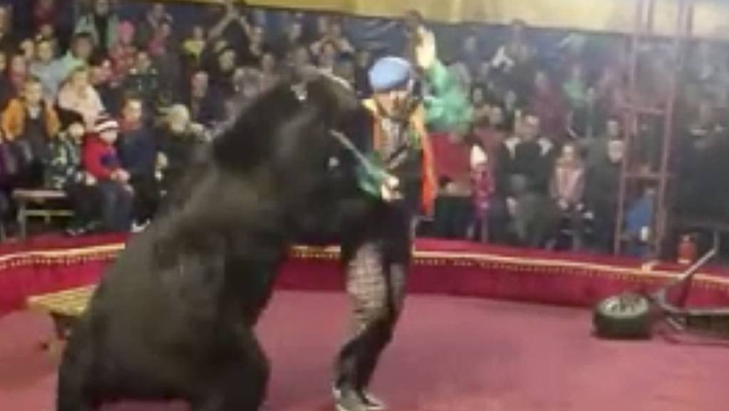 In einem Zirkus in Russland hat ein Bär eine Person während der Vorstellung angegriffen.