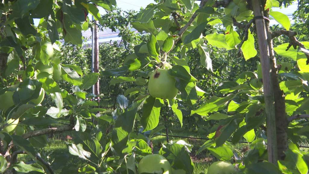 Schlechte Ernte - Äpfel und Birnen litten unter Hitzesommer