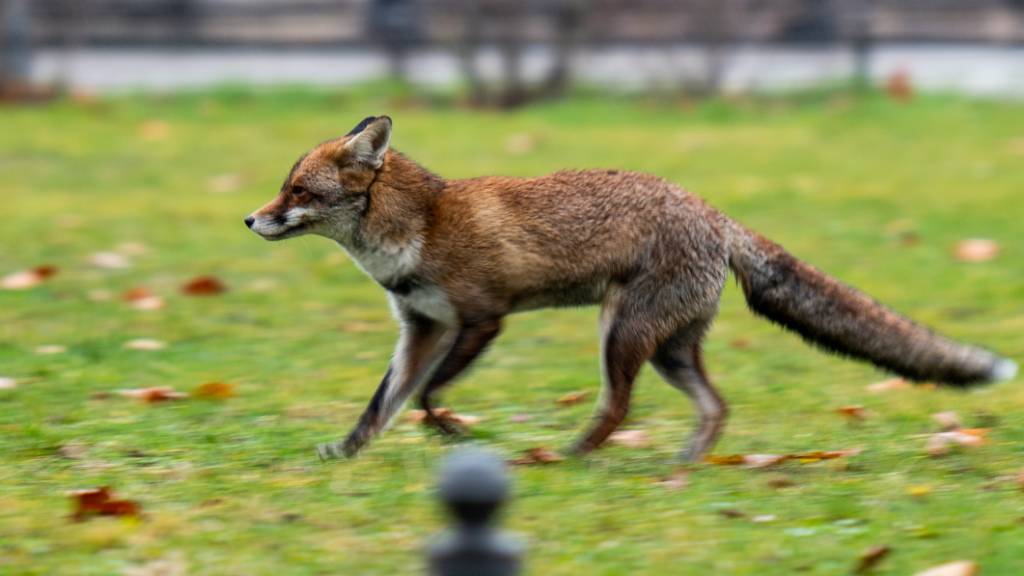 Fuchs jagt in Luzern Hosenbeine