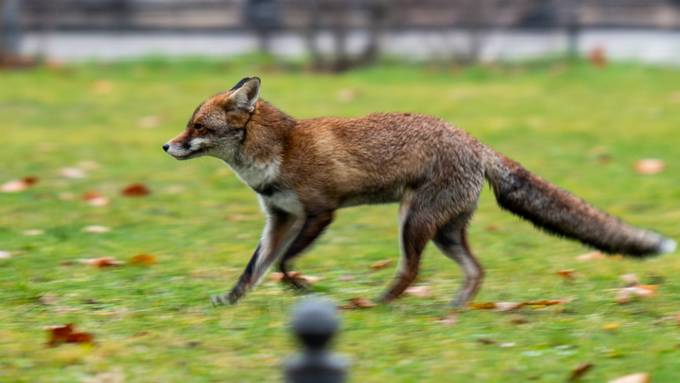 Fuchs jagt in Luzern Hosenbeine