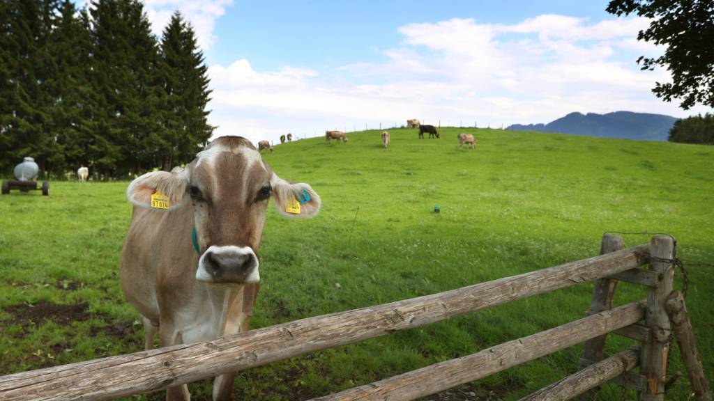 Kühe könnten sich wie alle Paarhufer mit der Maul- und Klauenseuche anstecken. (Archivbild)