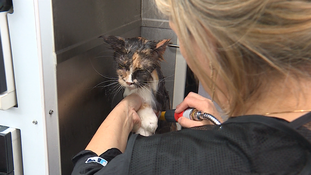 Mobiler Katzensalon 