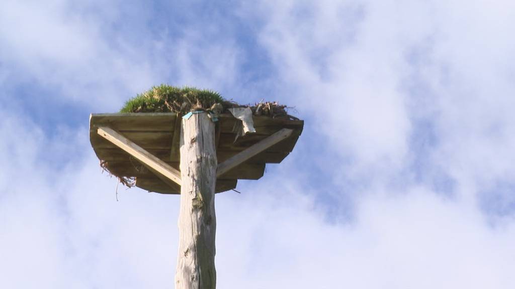 Ein neues Nest für Störche: Freiwillige spannen in Staad zusammen