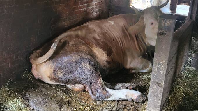 Aargauer Veterinärdienst beschlagnahmt Rinder – Bauer kassiert Halteverbot