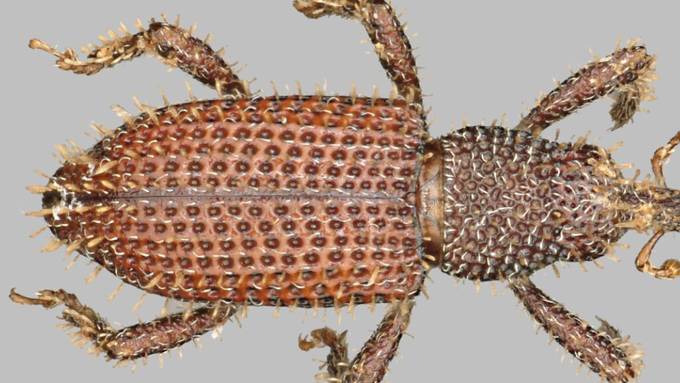 Neu entdeckter Rüsselkäfer aus Borneo nach Bruno Manser benannt